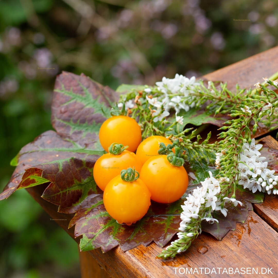 Dwarf Lemon Shebart